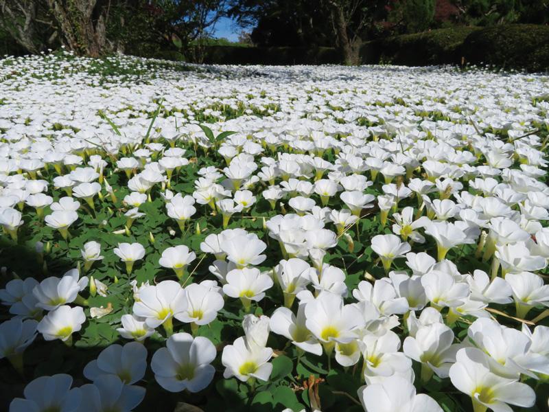 Oxalis in winter-8