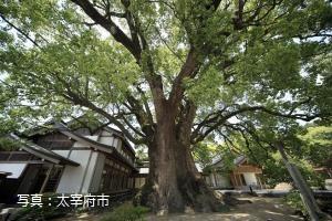 Ume (plum) grove and camphor tree forest-1