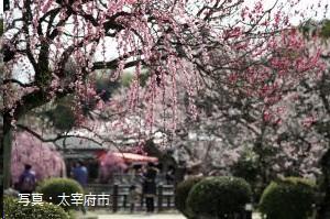 plum blossom design-2