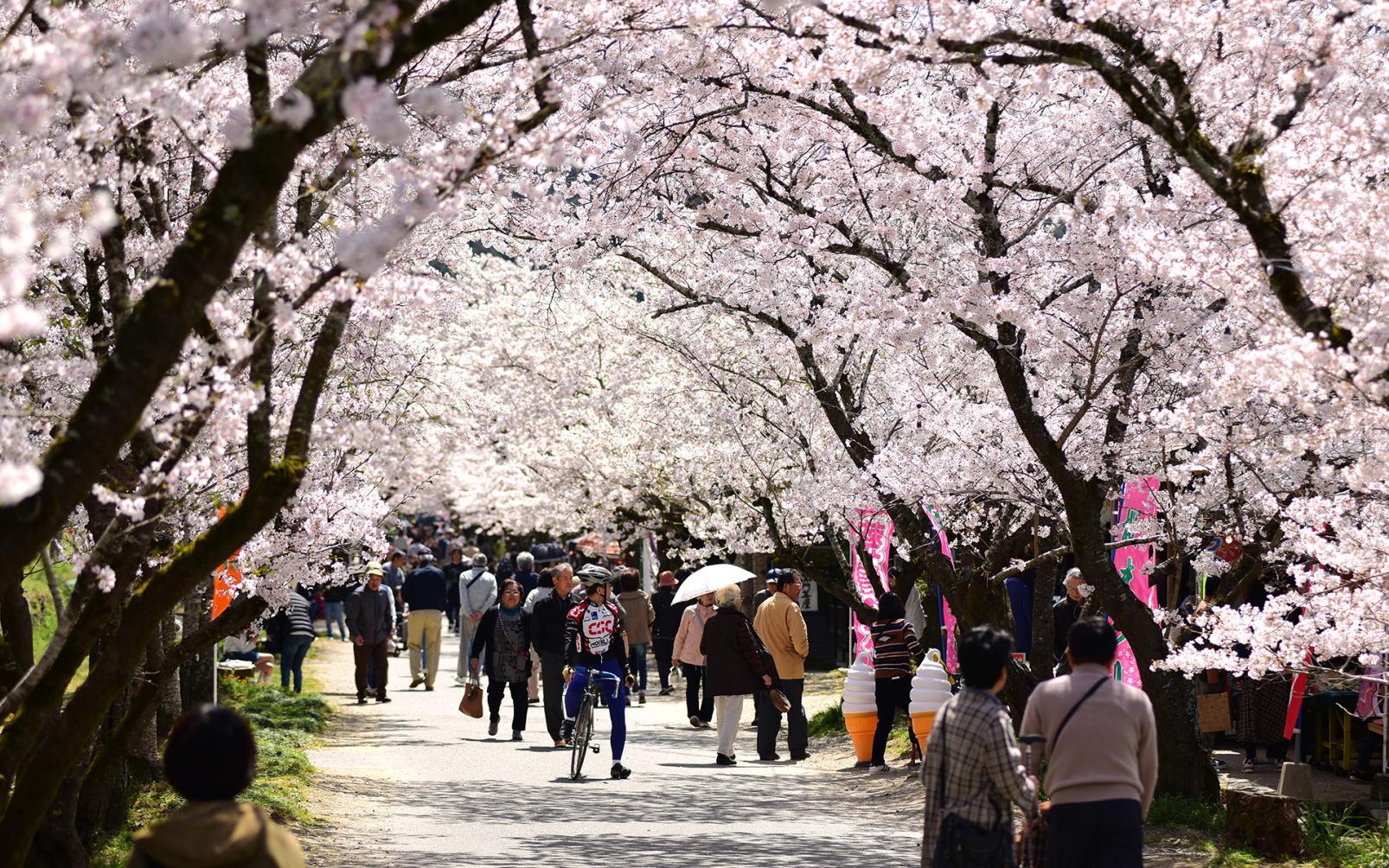 Cherry blossoms in the Akizuki cedar stable-3