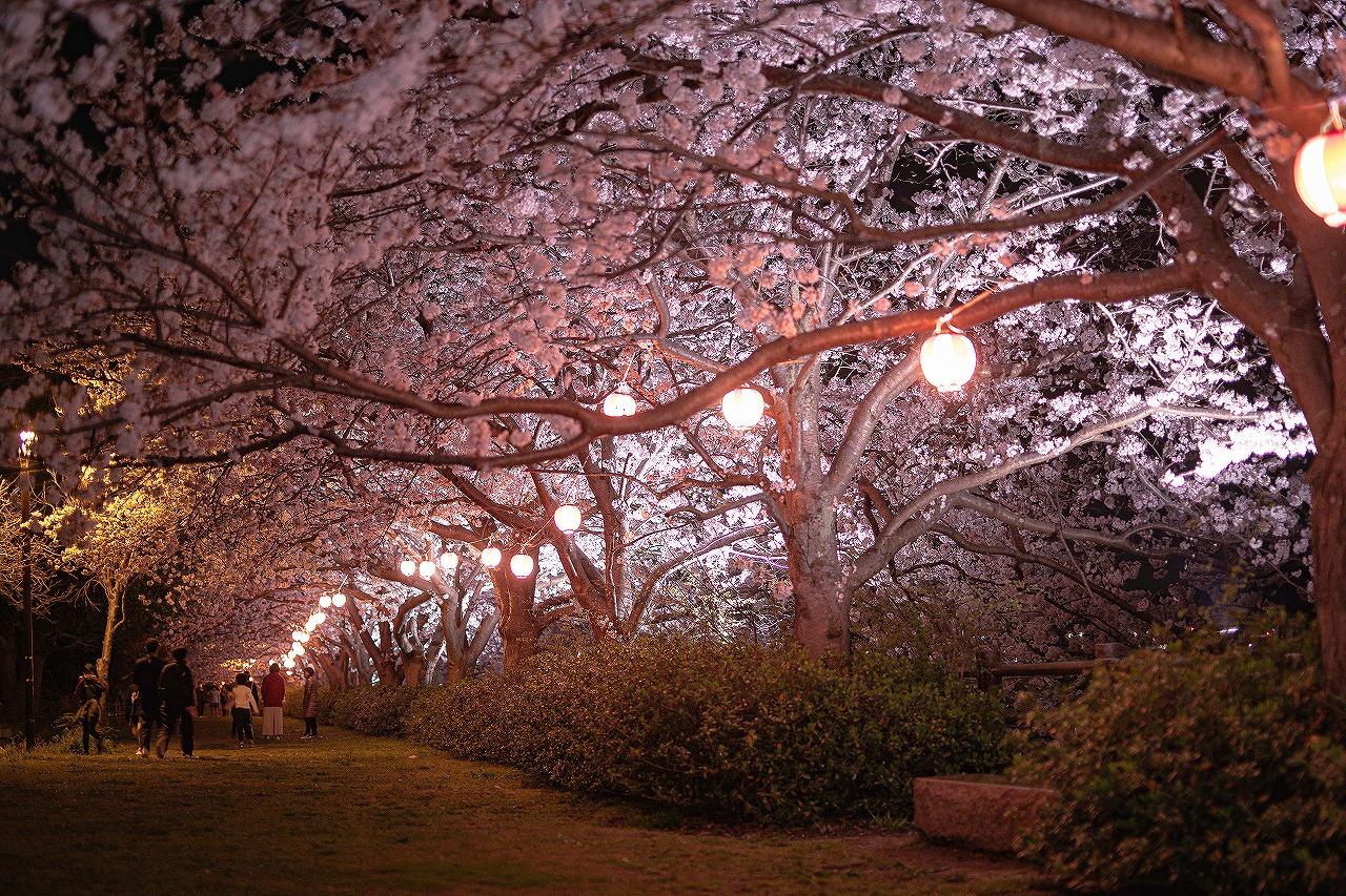 桜-0