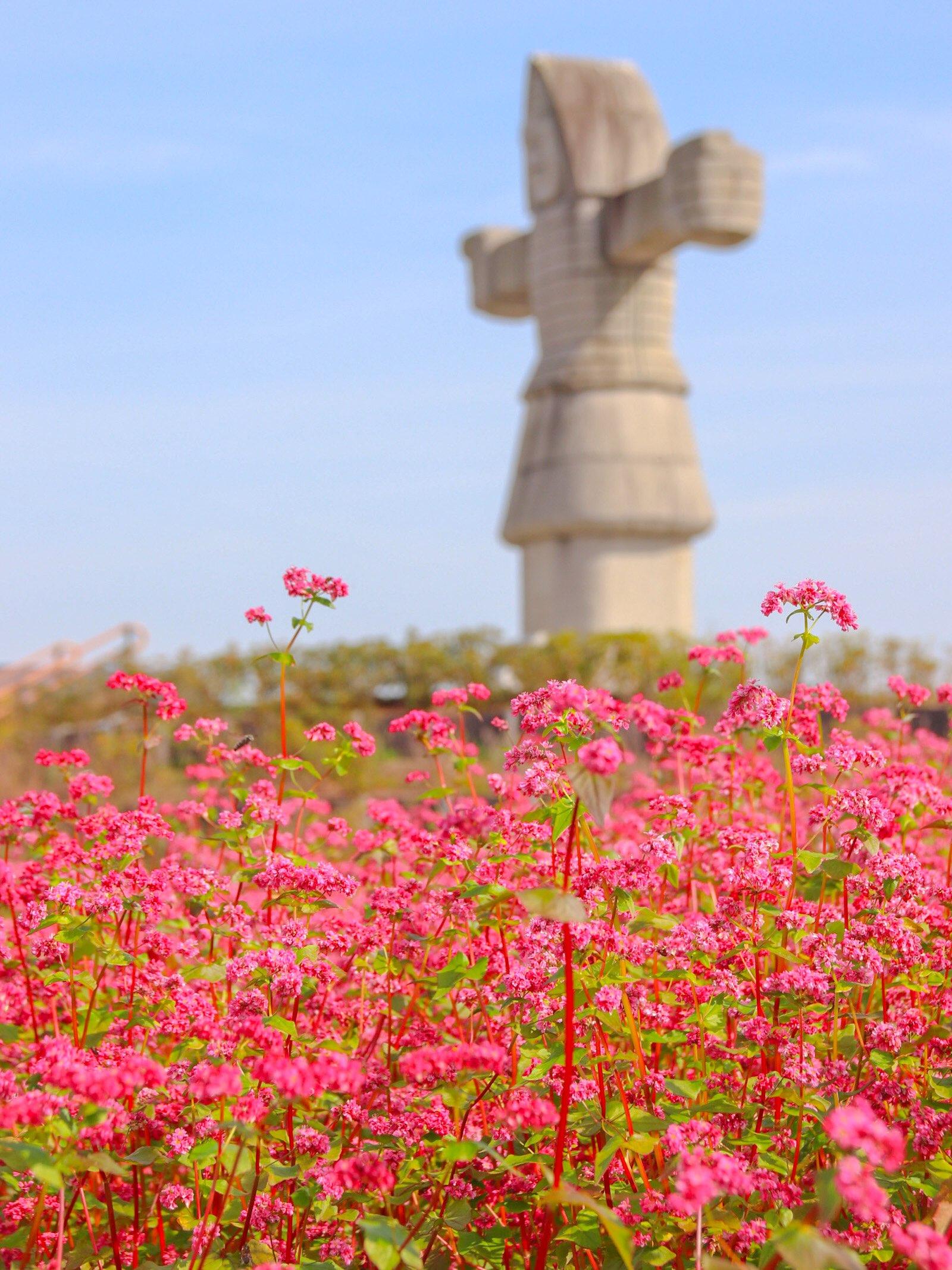 そばの花-1