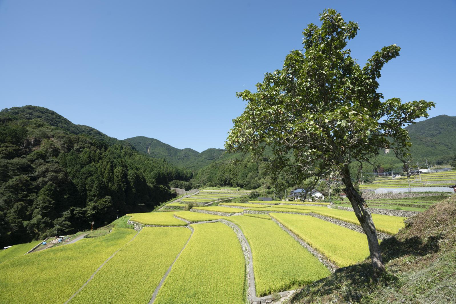 棚田米・高原米-2