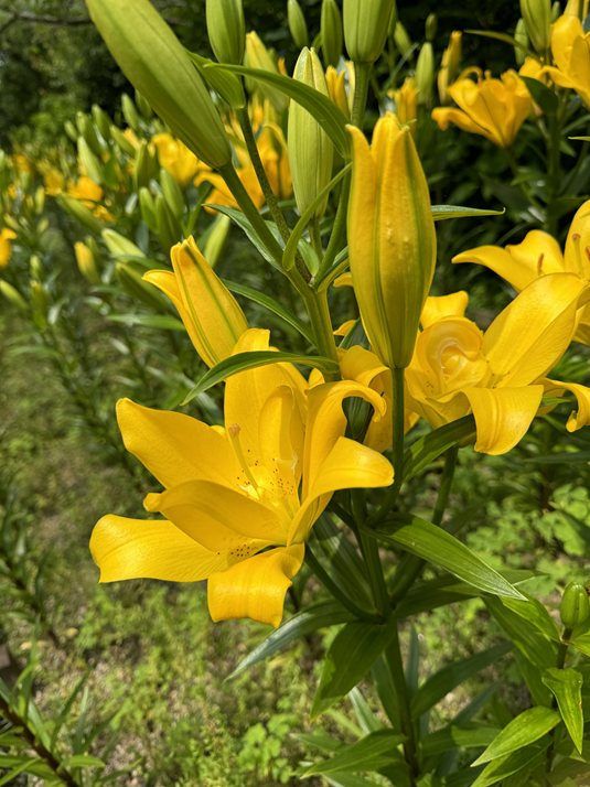 福智山麓鲜花公园-6