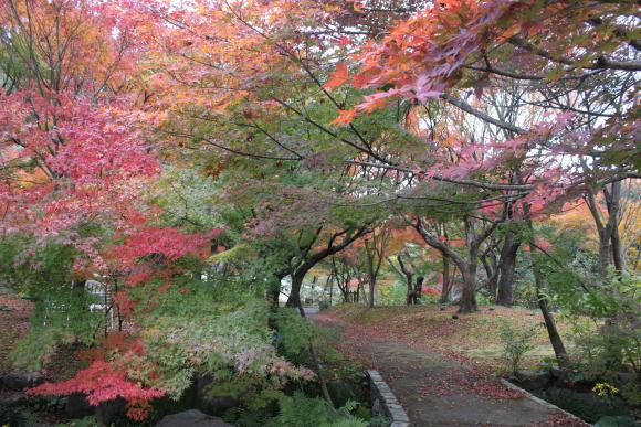 福智山ろく花公園-7