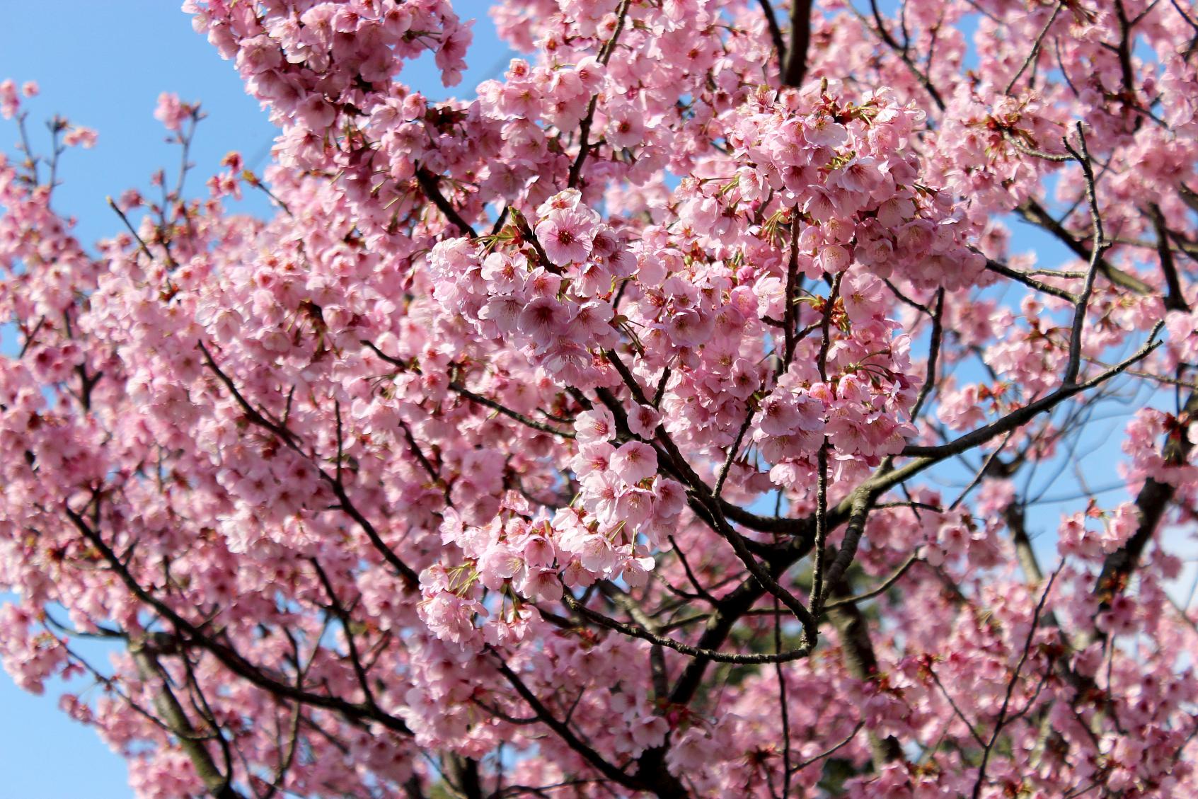 福智山ろく花公園-3