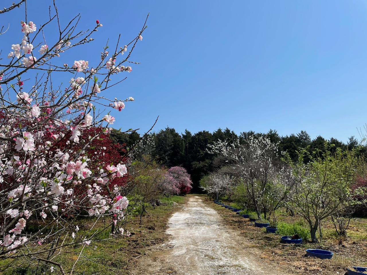 千本花桃園-6