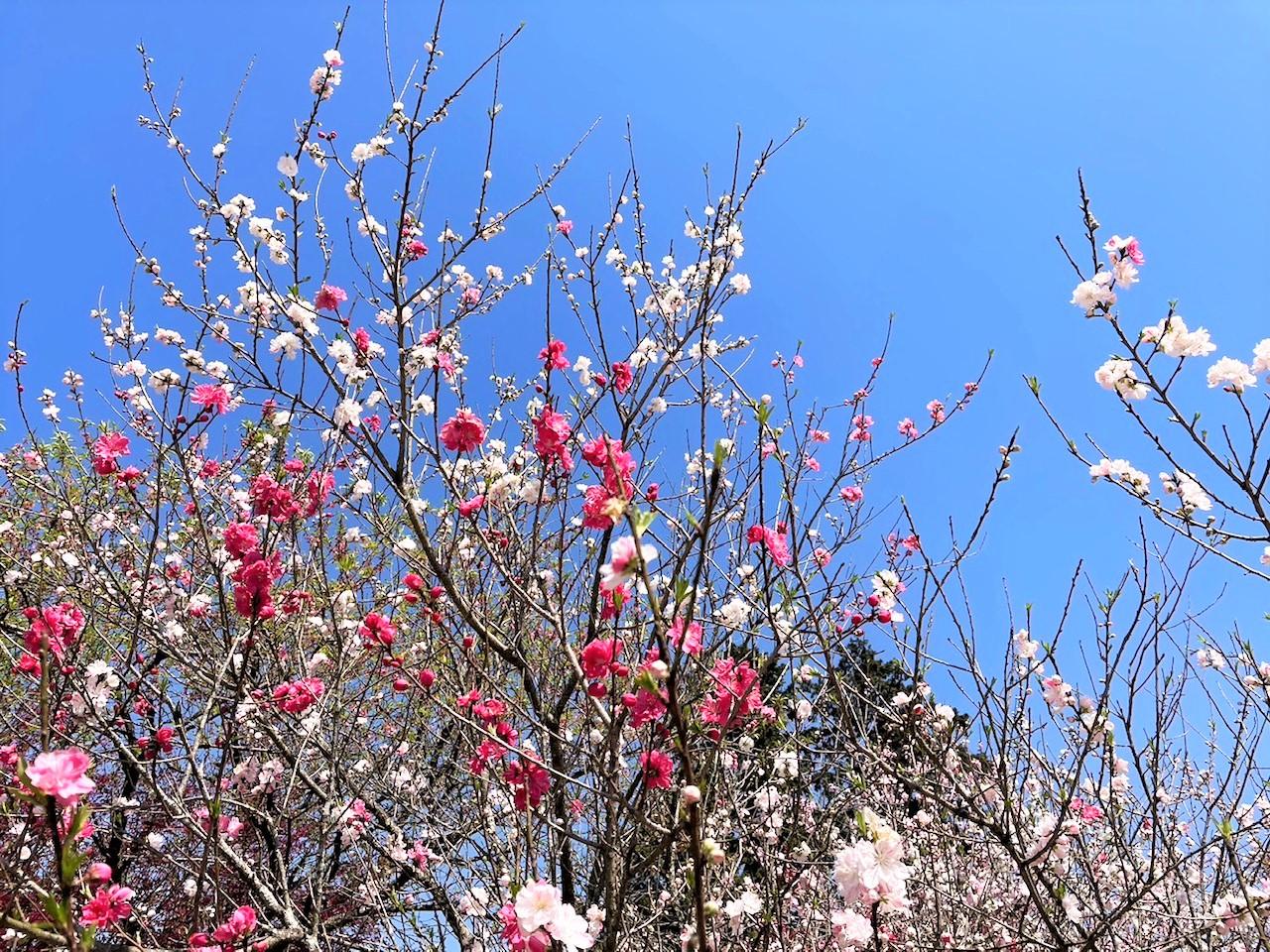 Senbonhanamomo Garden | See & Do | VISIT FUKUOKA -Fukuoka