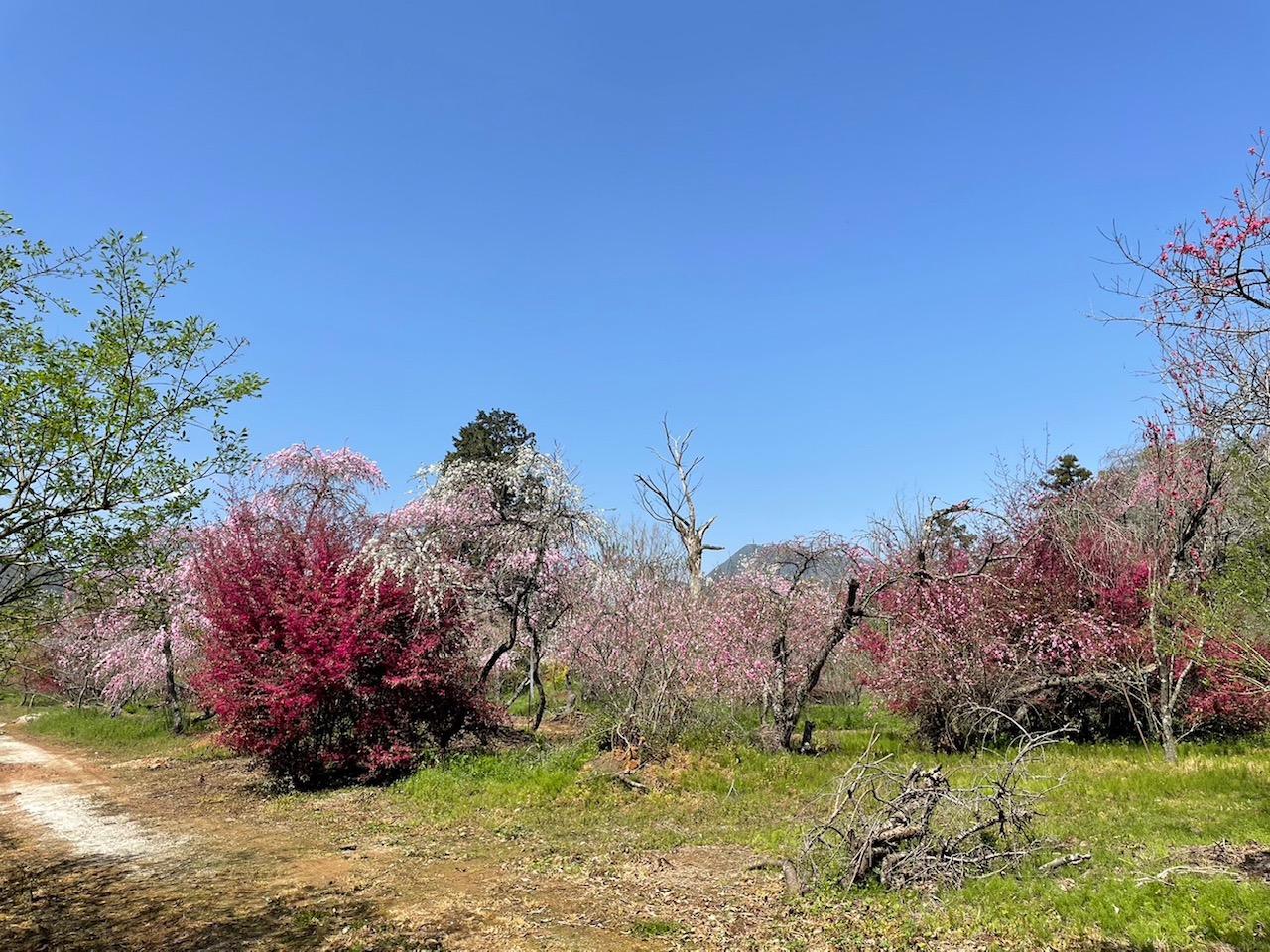 千本花桃園-7