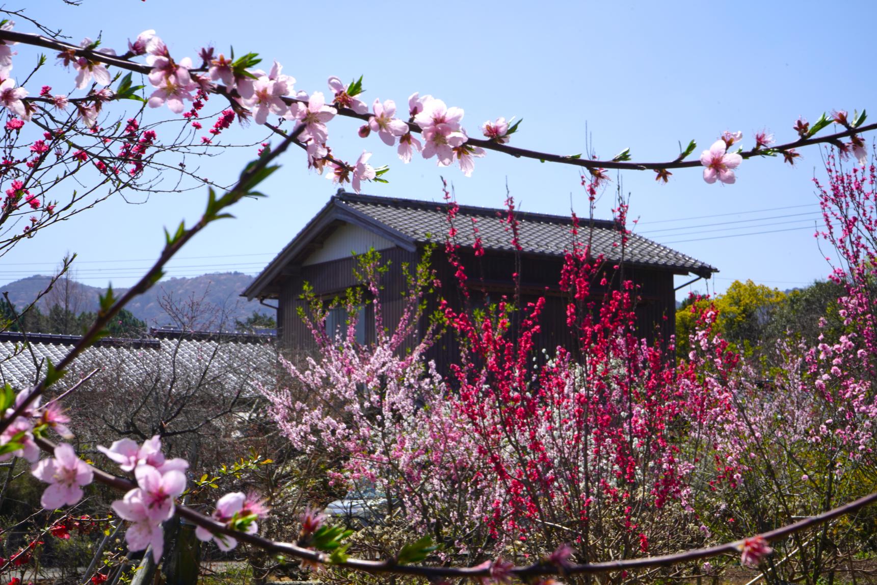 Senbonhanamomo Garden-1