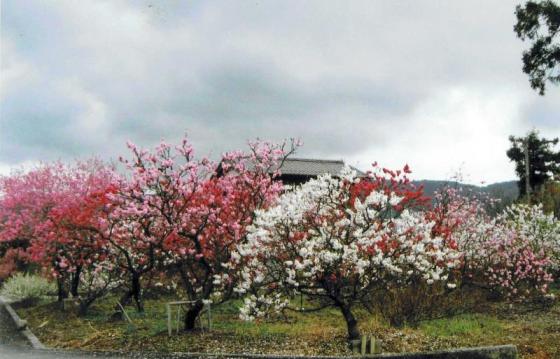 千本花桃园-2