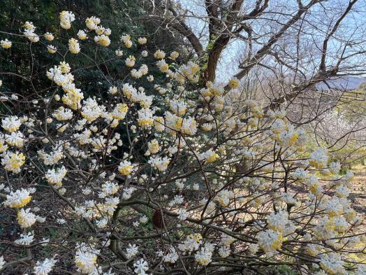 千本花桃園-5