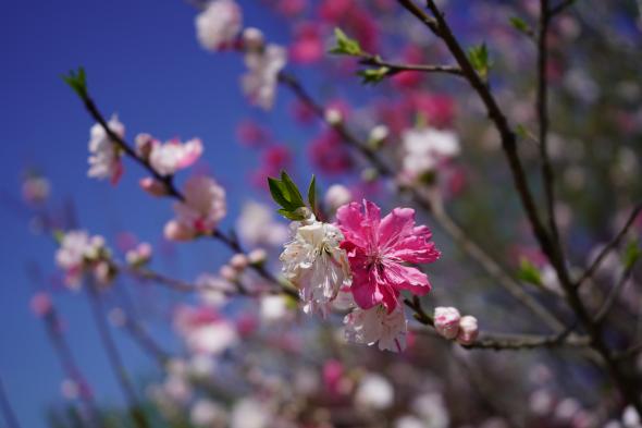 千本花桃園-1