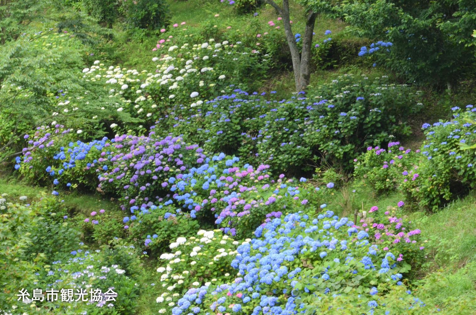 Shiraito Falls Fureai-no-sato-3