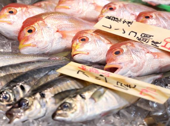 魚直銷販賣所 TOTO市場蘆屋-4