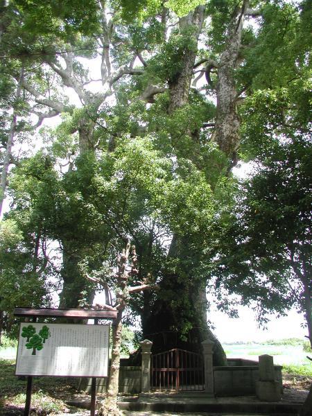 隼鷹神社境内の大クス