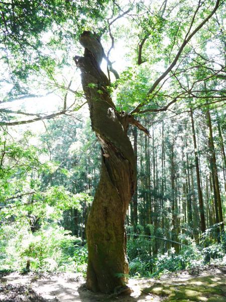 舎利蔵自然林-2