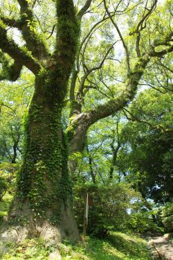 多賀公園の黄玉樹