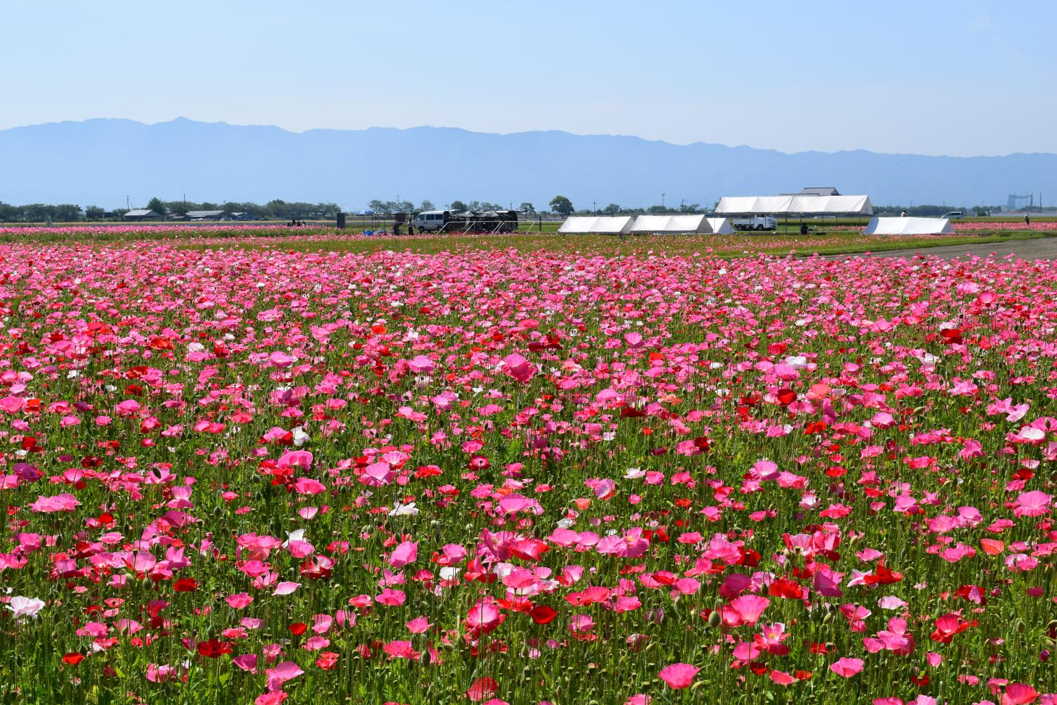 Ajisaka Poppy Garden-9