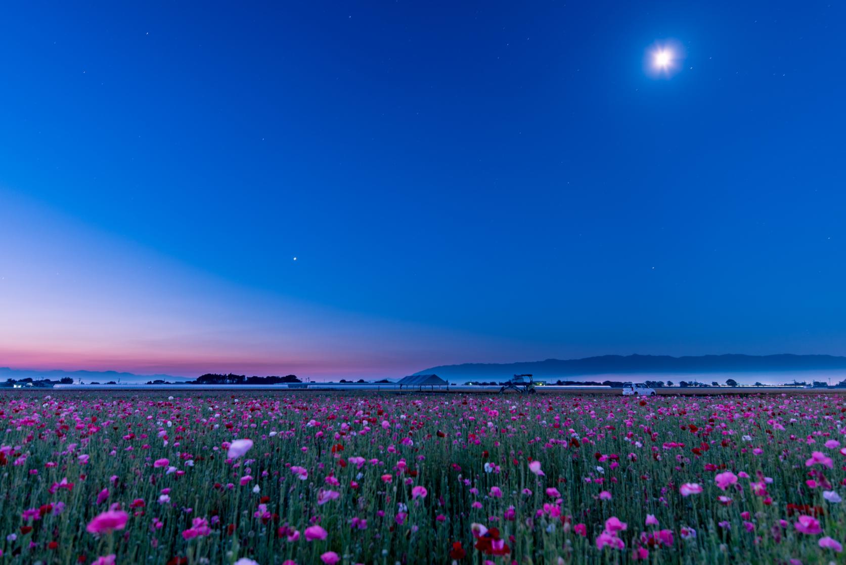 Ajisaka Poppy Garden