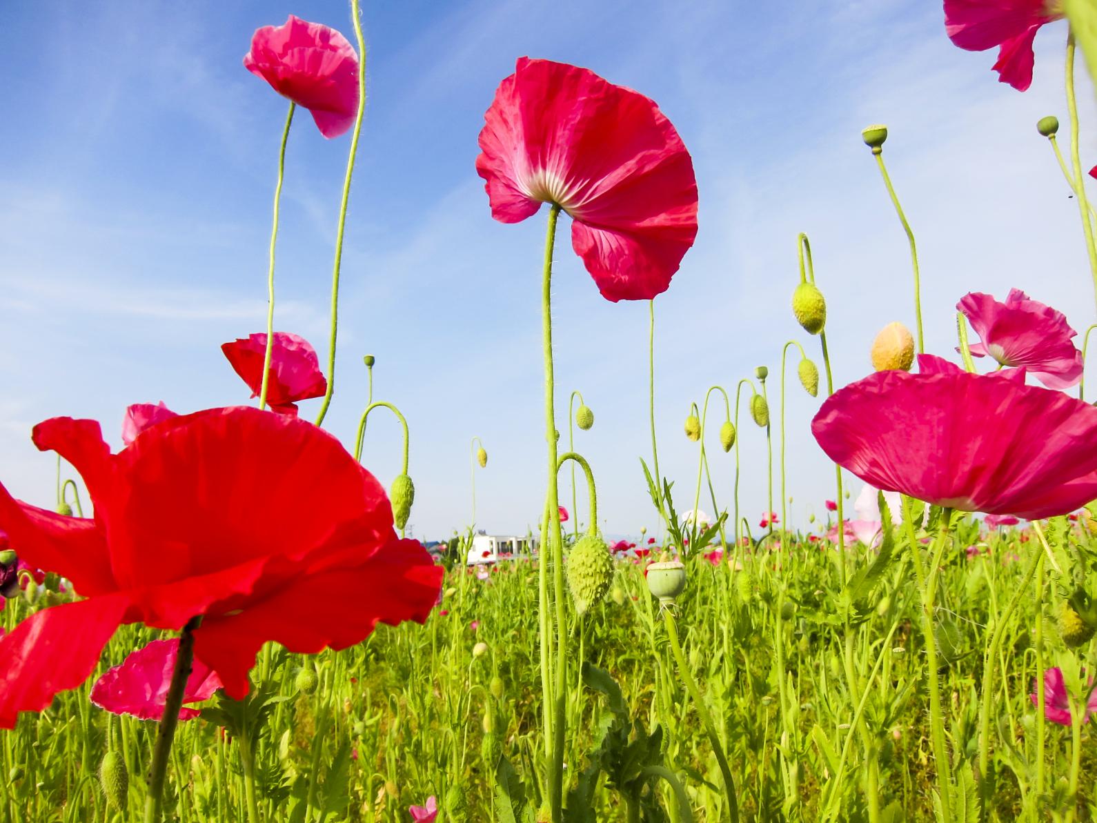 Ajisaka Poppy Garden-5