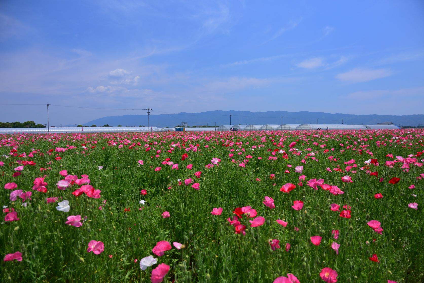 Ajisaka Poppy Garden-8