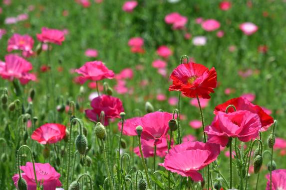 Ajisaka Poppy Garden-7