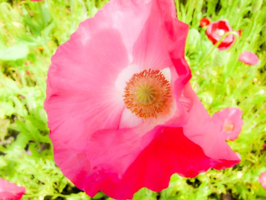 Ajisaka Poppy Garden-4