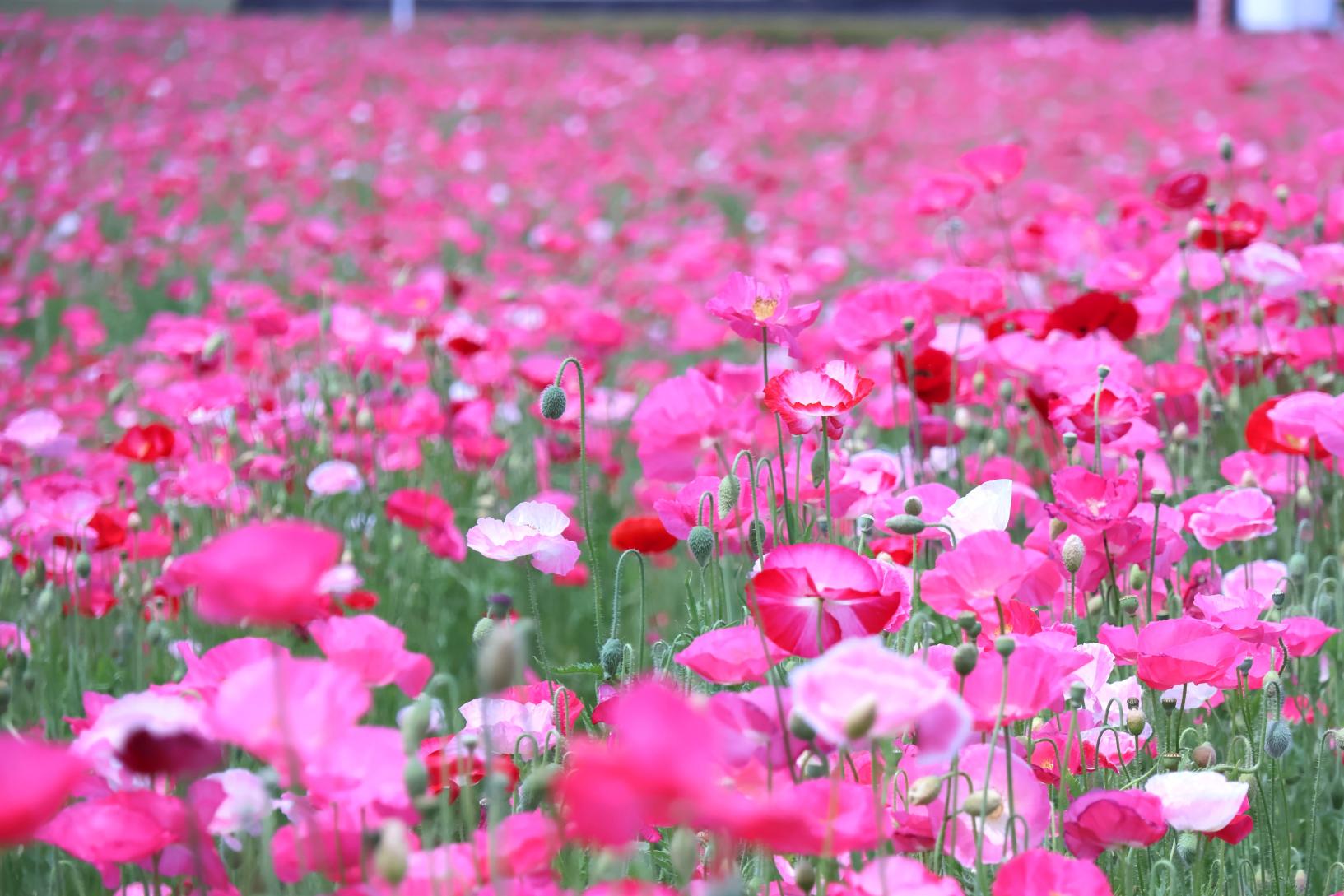 Ajisaka Poppy Garden-1