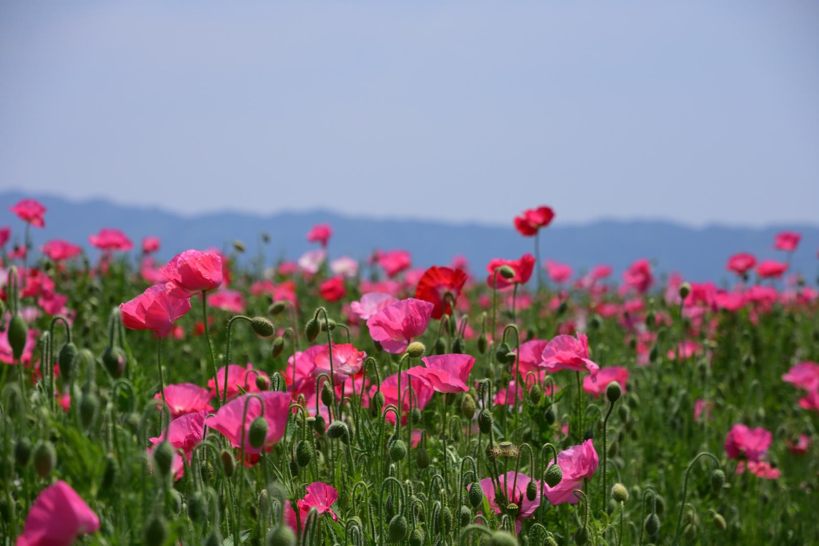 Ajisaka Poppy Garden-2