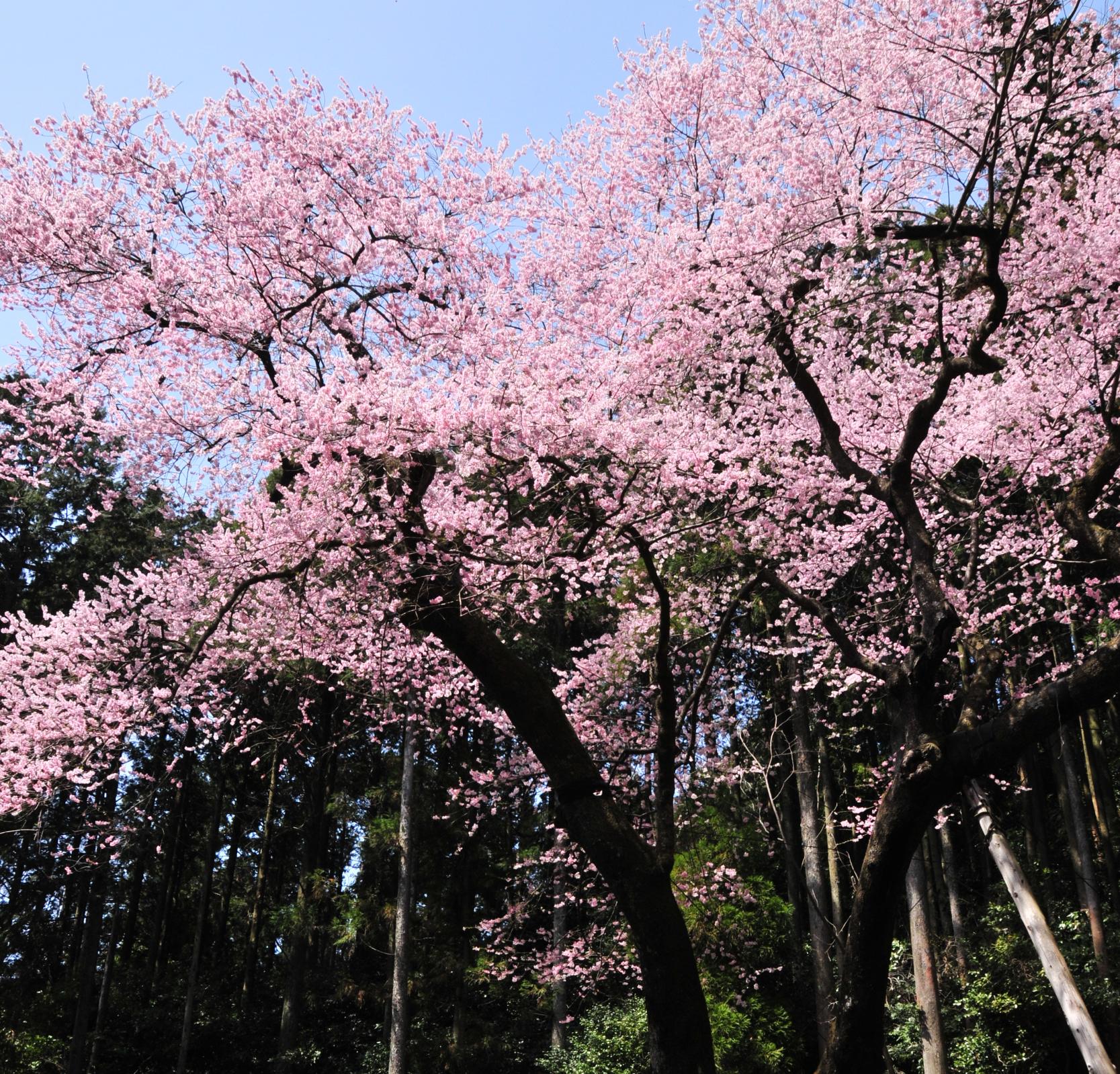 虎尾桜