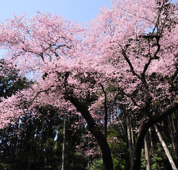 虎尾桜-0
