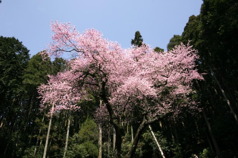 虎尾桜