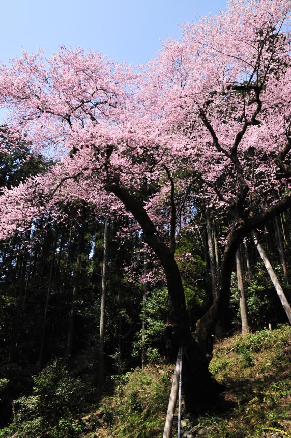 虎尾桜-4