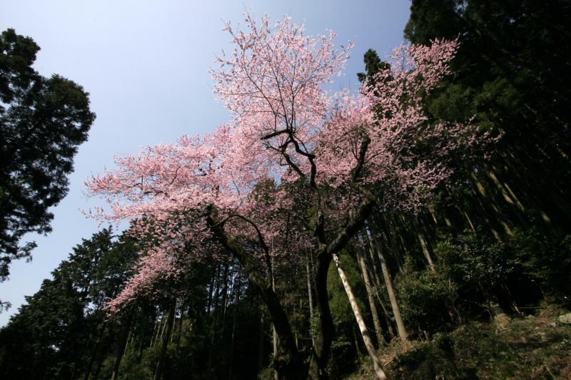 虎尾桜-3