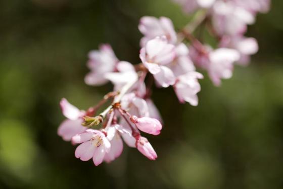 虎尾桜-2