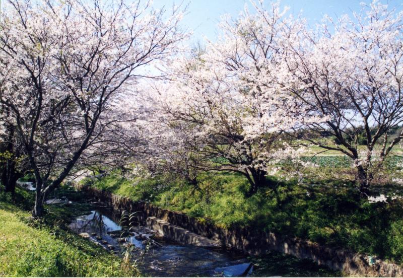 清滝の桜並木