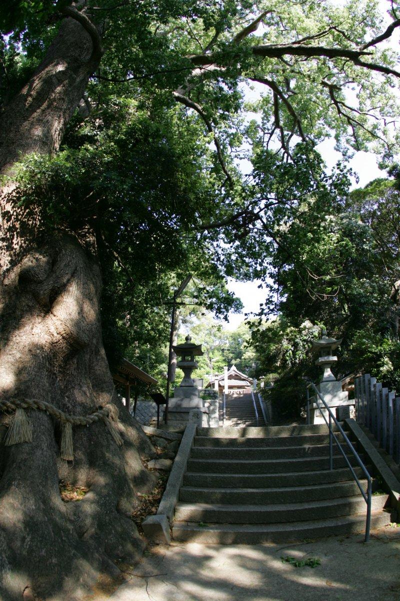 【古賀市・五所八幡宮】ムーミンの木-4