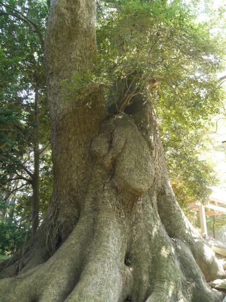 五所八幡宮のムーミンの木