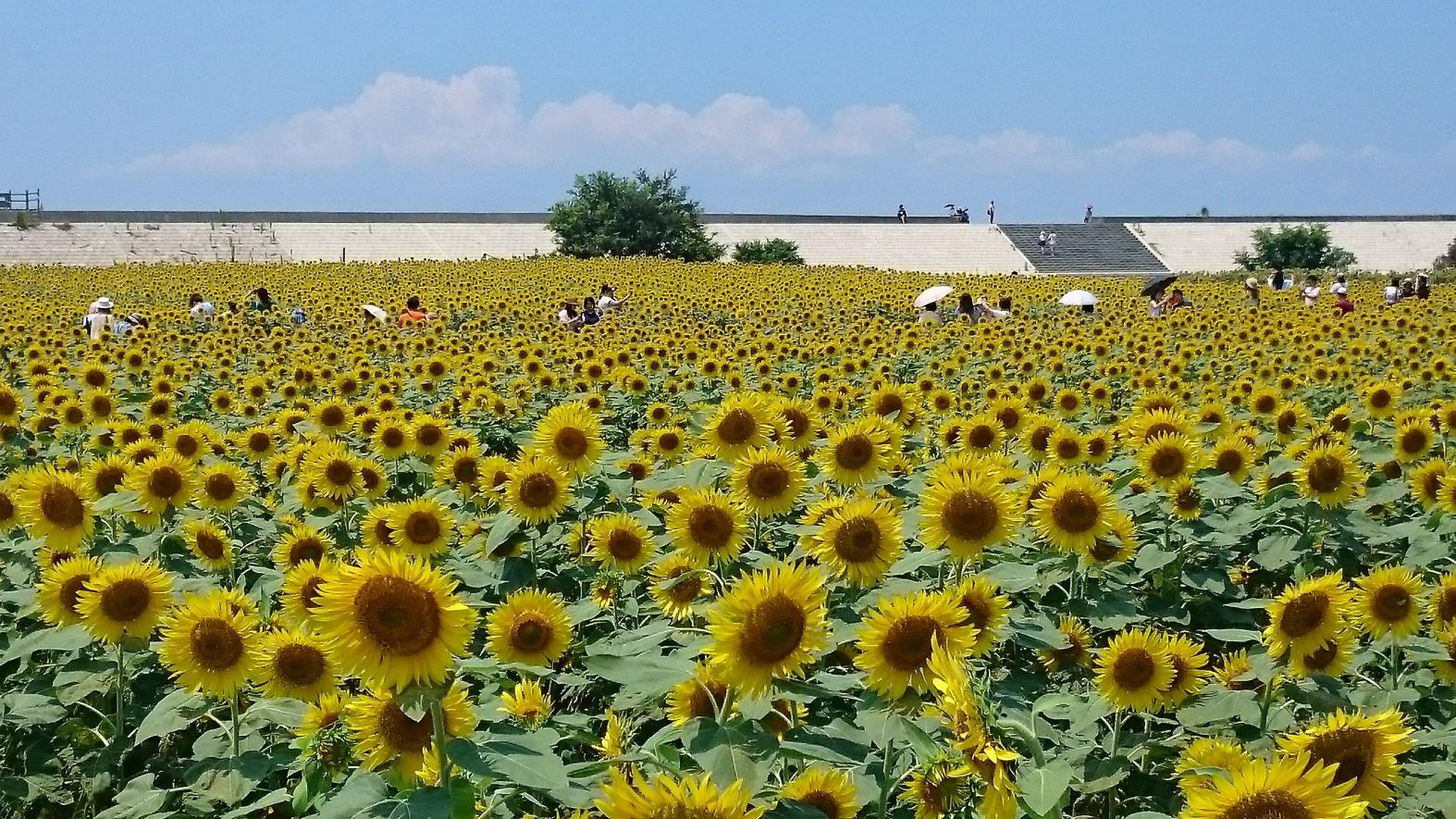 柳川ひまわり園-3