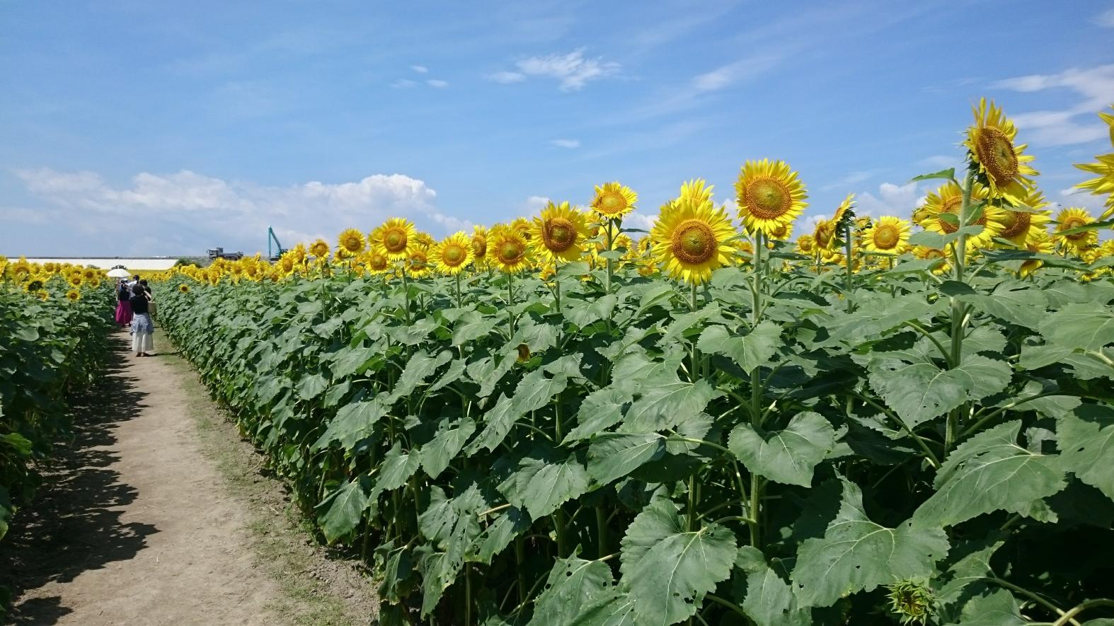 柳川ひまわり園-5