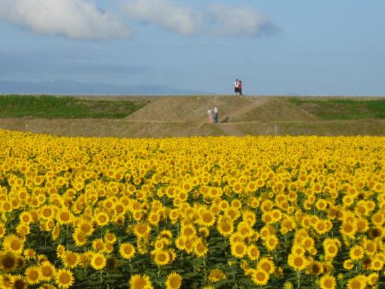 柳川ひまわり園-0