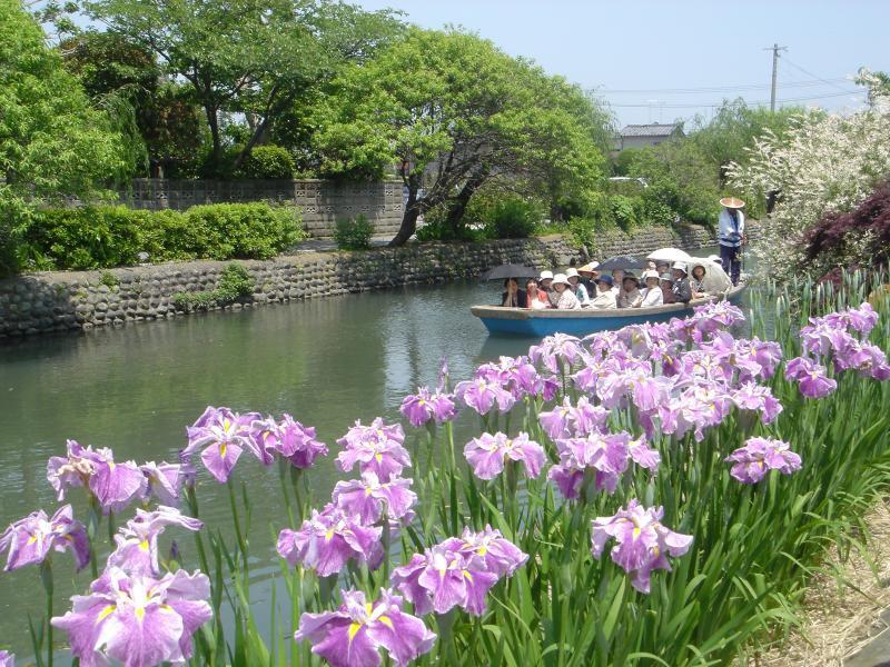 椛島菖蒲園-1