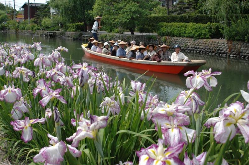 椛島菖蒲園