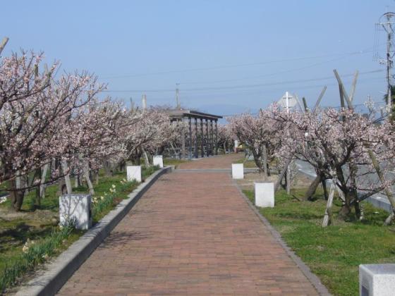 七ツ家 梅の木街道-0