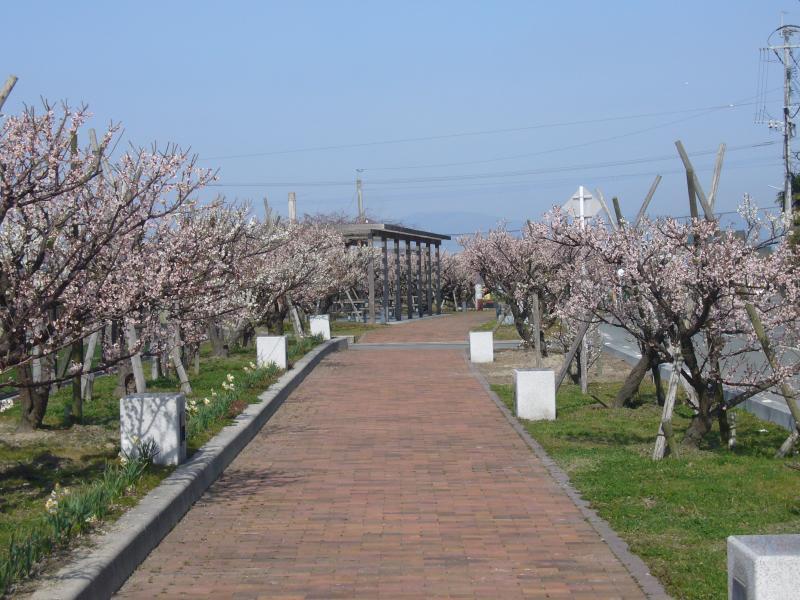 七ツ家 梅の木街道