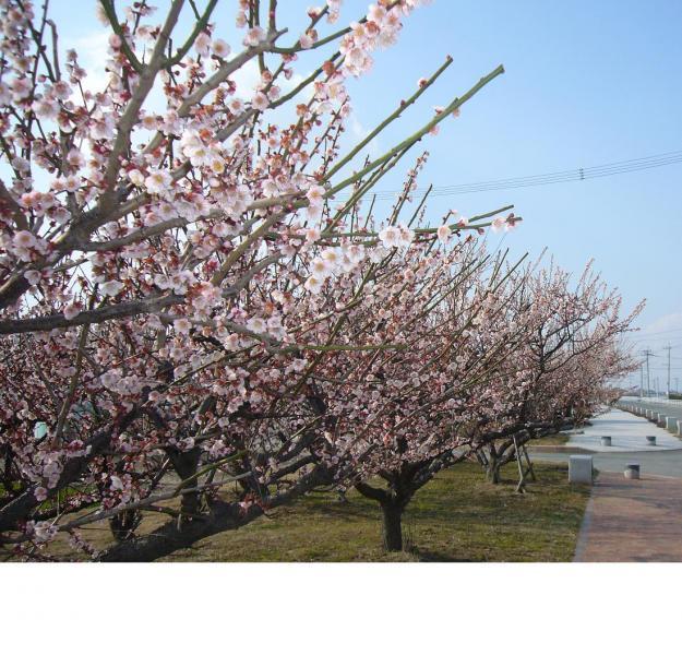 七ツ家 梅の木街道-1