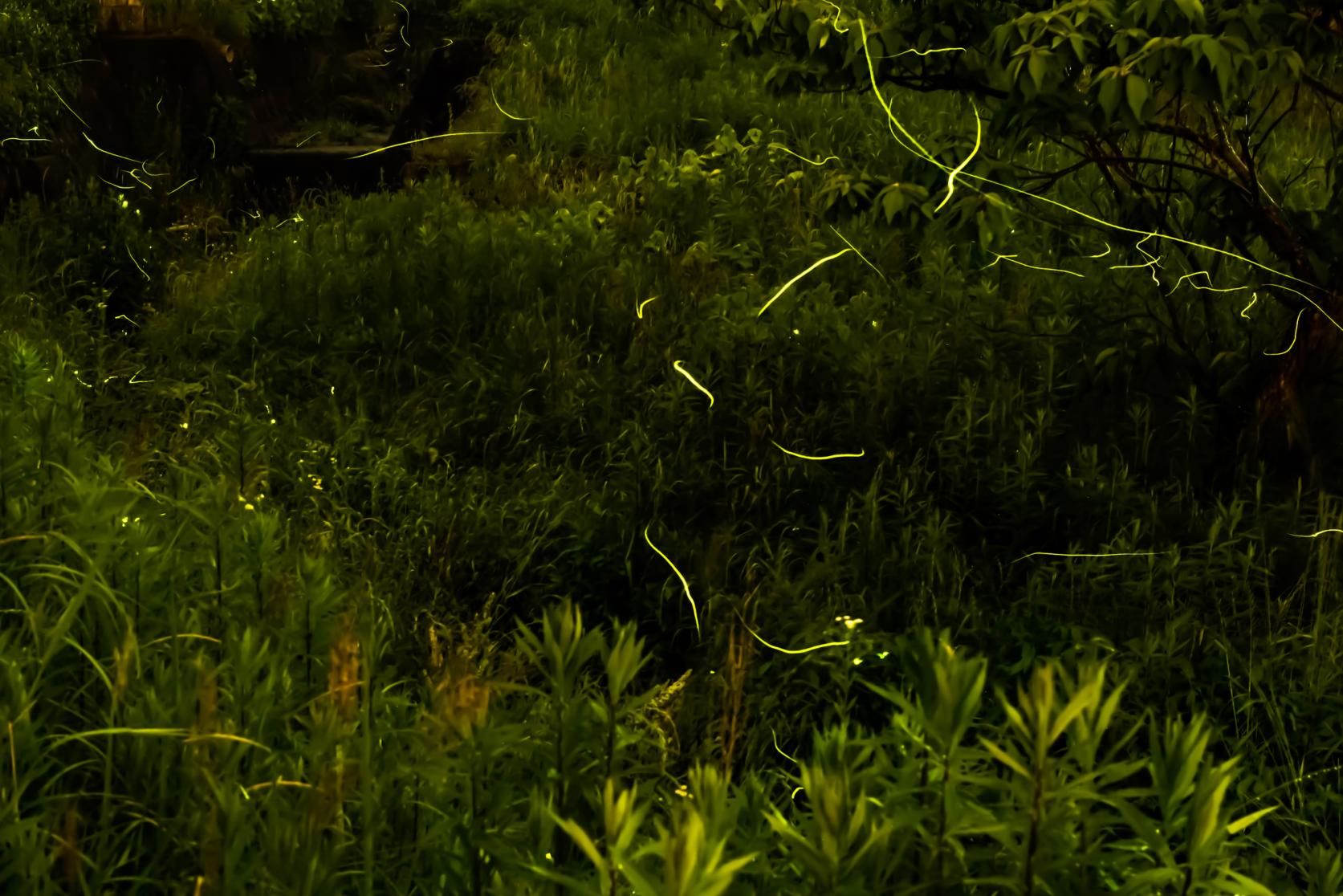 무나카타 반딧불이 마을 공원 (야마다 도시림)