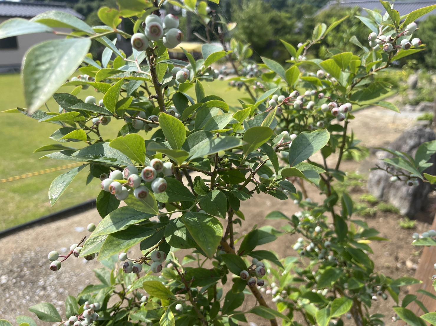 花和温泉的旅馆 矢车庄-6