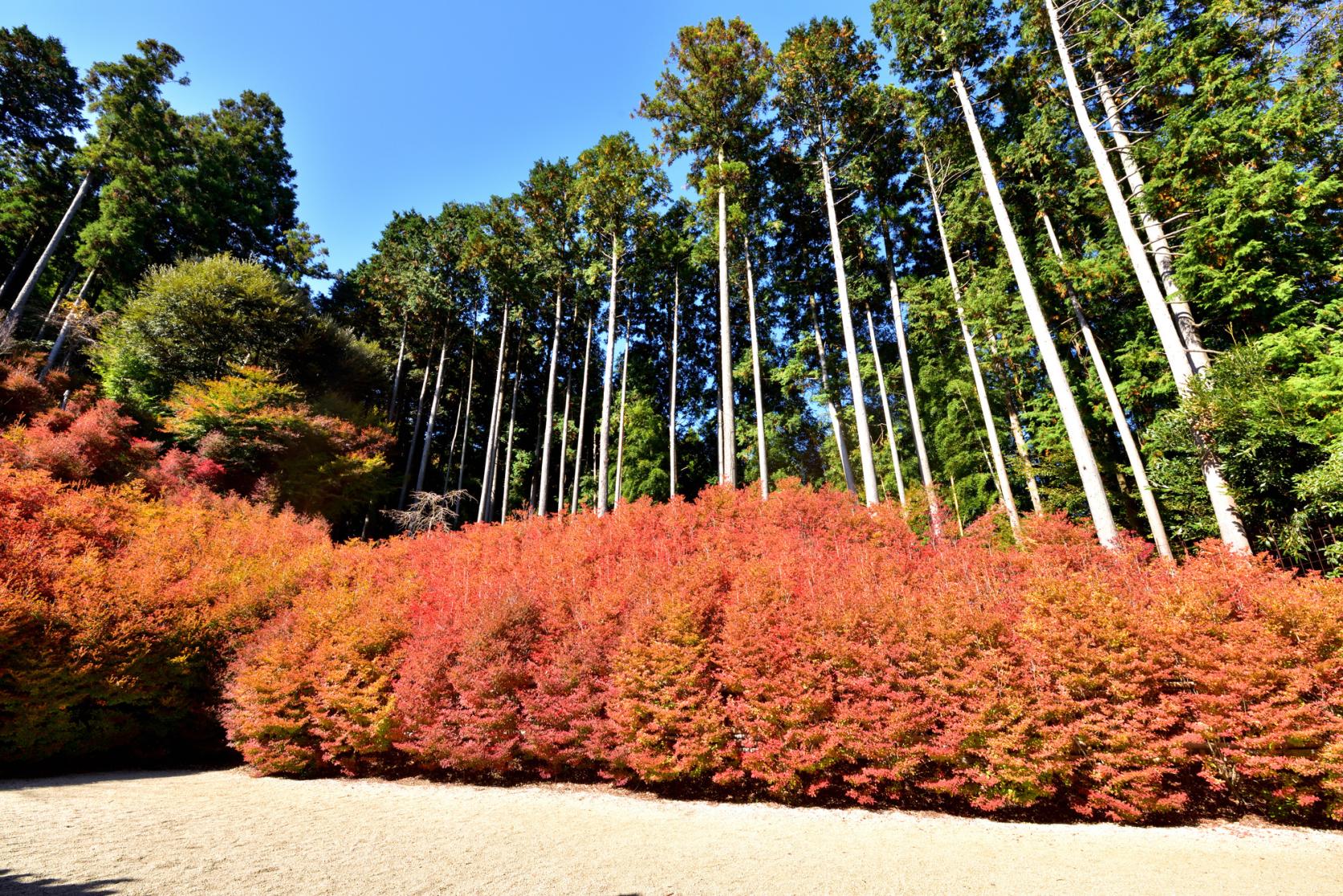 呑山観音寺-7